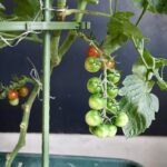 楽しい！ミニトマトのプランター栽培がおすすめ！水やり・芽かき・仕立て方・支柱・追肥について